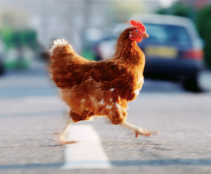 why-chicken-crossed-the-road